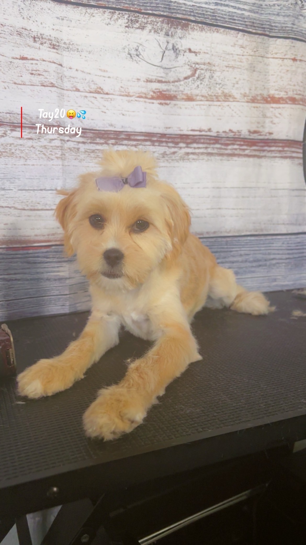 Before and after dog grooming transformation 2