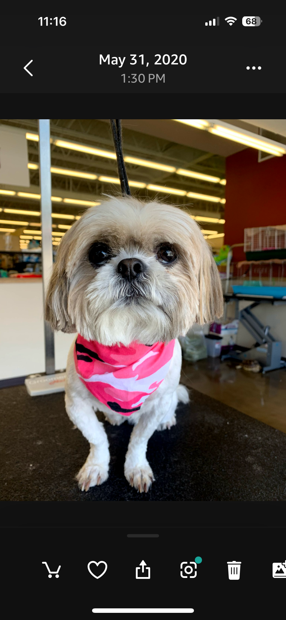 Before and after dog grooming transformation 5